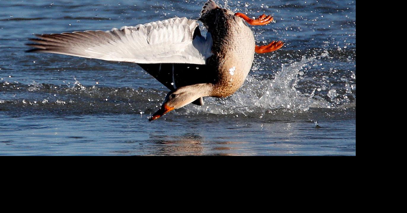Waterfowl regulations available; hunting season forecast good