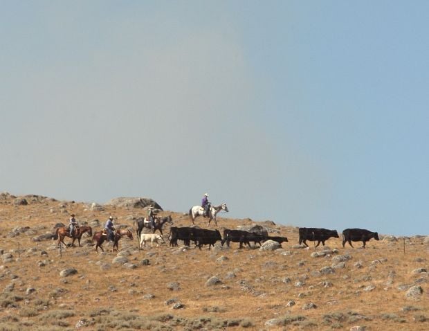 Ranchers move cattle