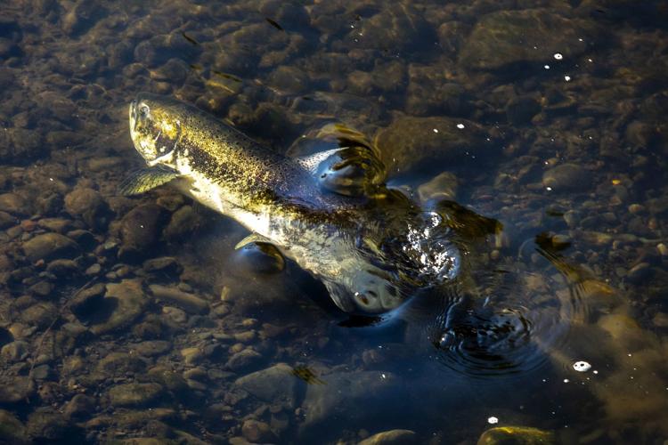 Increase in coho salmon run on Snake River provides hope