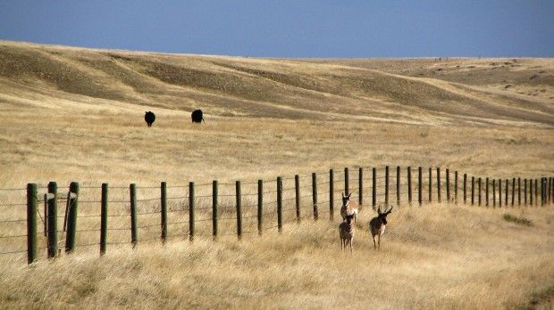 Ranch sales rise as wealthy investors put cash in land