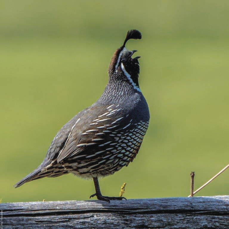 California valley quail are imports to the Bitterroot | Outdoors ...