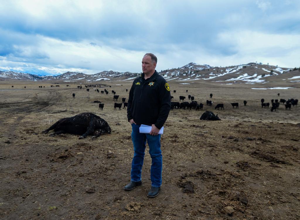 Authorities Discover Starving Cow Herd In Central Montana State Regional Billingsgazette Com