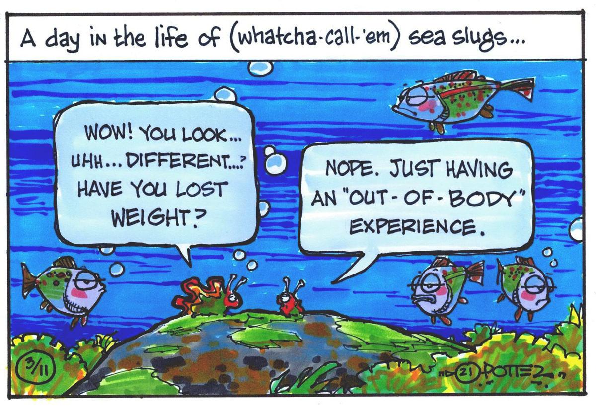 Sea slugs