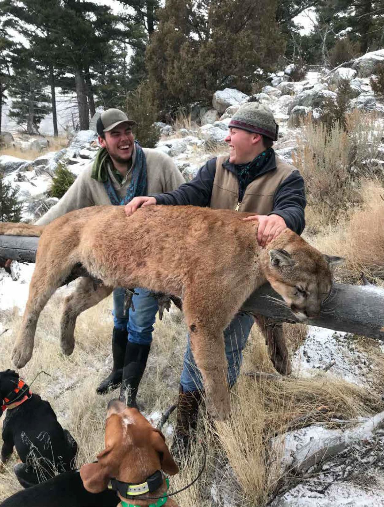 Social media did in Yellowstone lion poachers photo