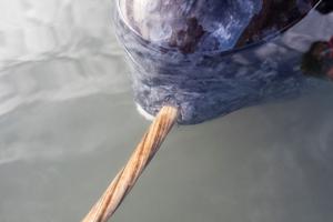 3D X-ray imaging unlocks the secrets of the narwhal's spiral tusk