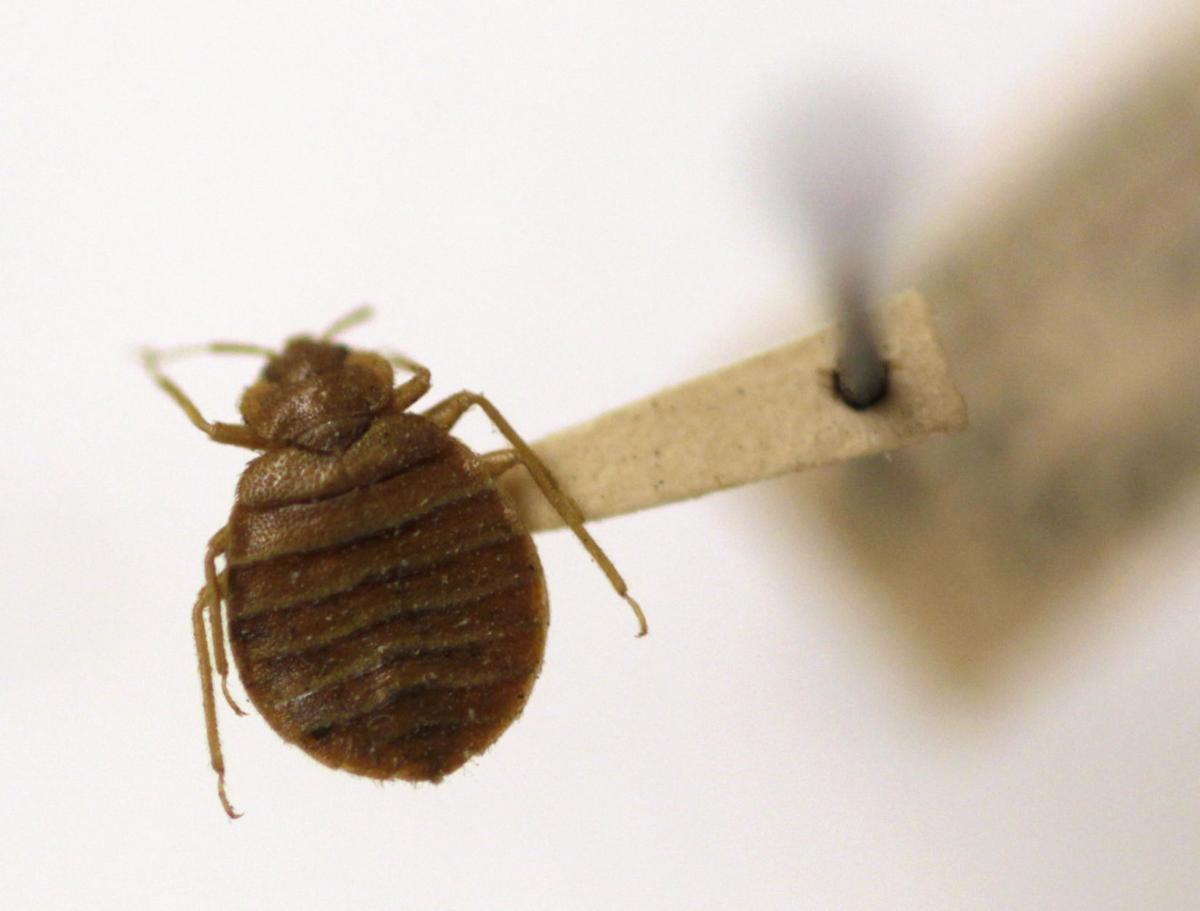 Man Sues Wyoming Hotel Alleging He Developed Serious Infection From Bedbug Bites State Regional Billingsgazette Com