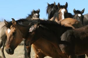 BLM counts foals as part of roundup, reaches quota