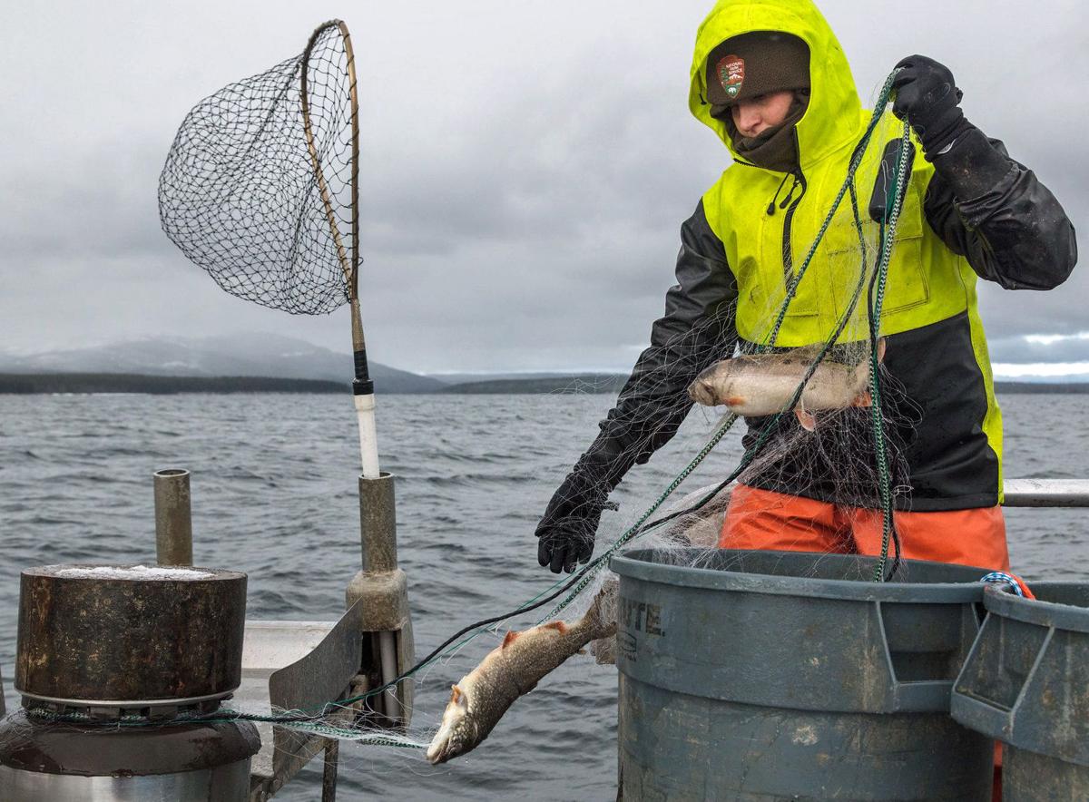 Lake trout