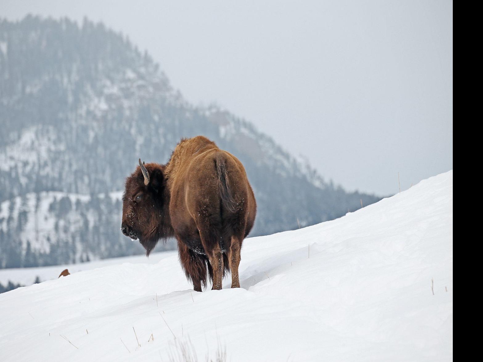 22 Animals To Watch For In Yellowstone National Park Outdoors