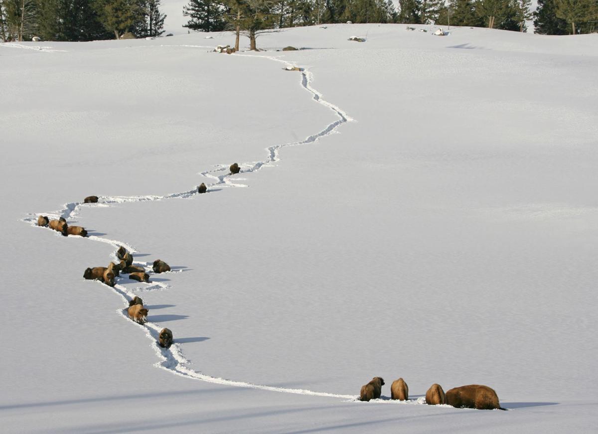 Yellowstone conga line