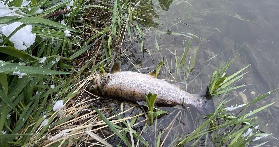 FWP investigating fish die-off on lower Madison River | Montana Untamed |  billingsgazette.com