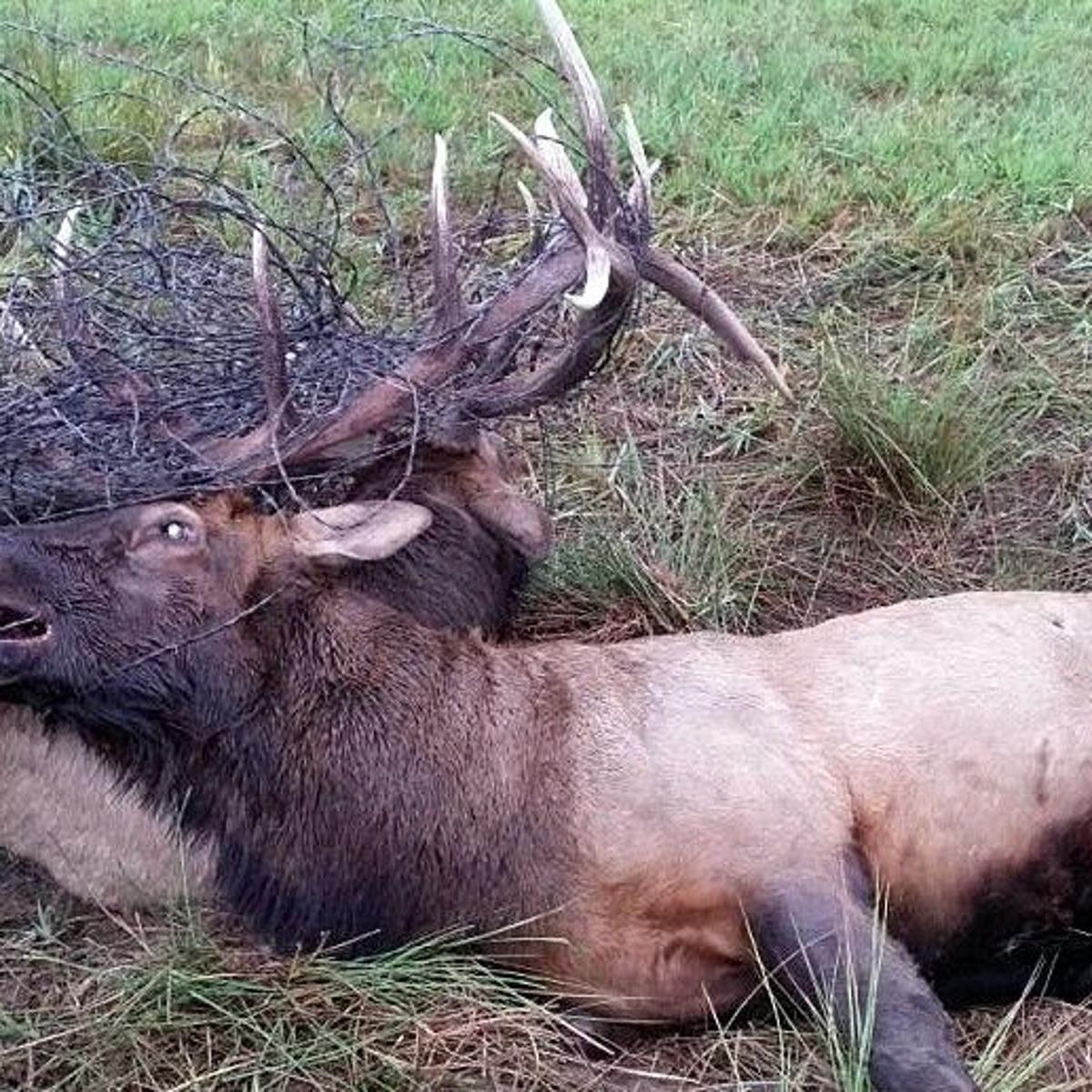Bulls Tangled In Barbed Wire Salvaged For Food Bank Outdoors Billingsgazette Com