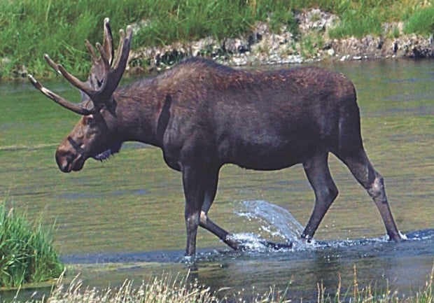 Canadian Moose Porn - Moose