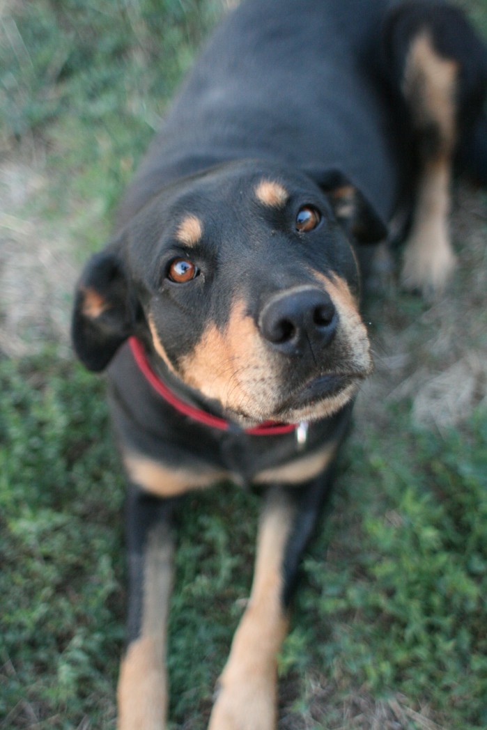 xavier dog collar