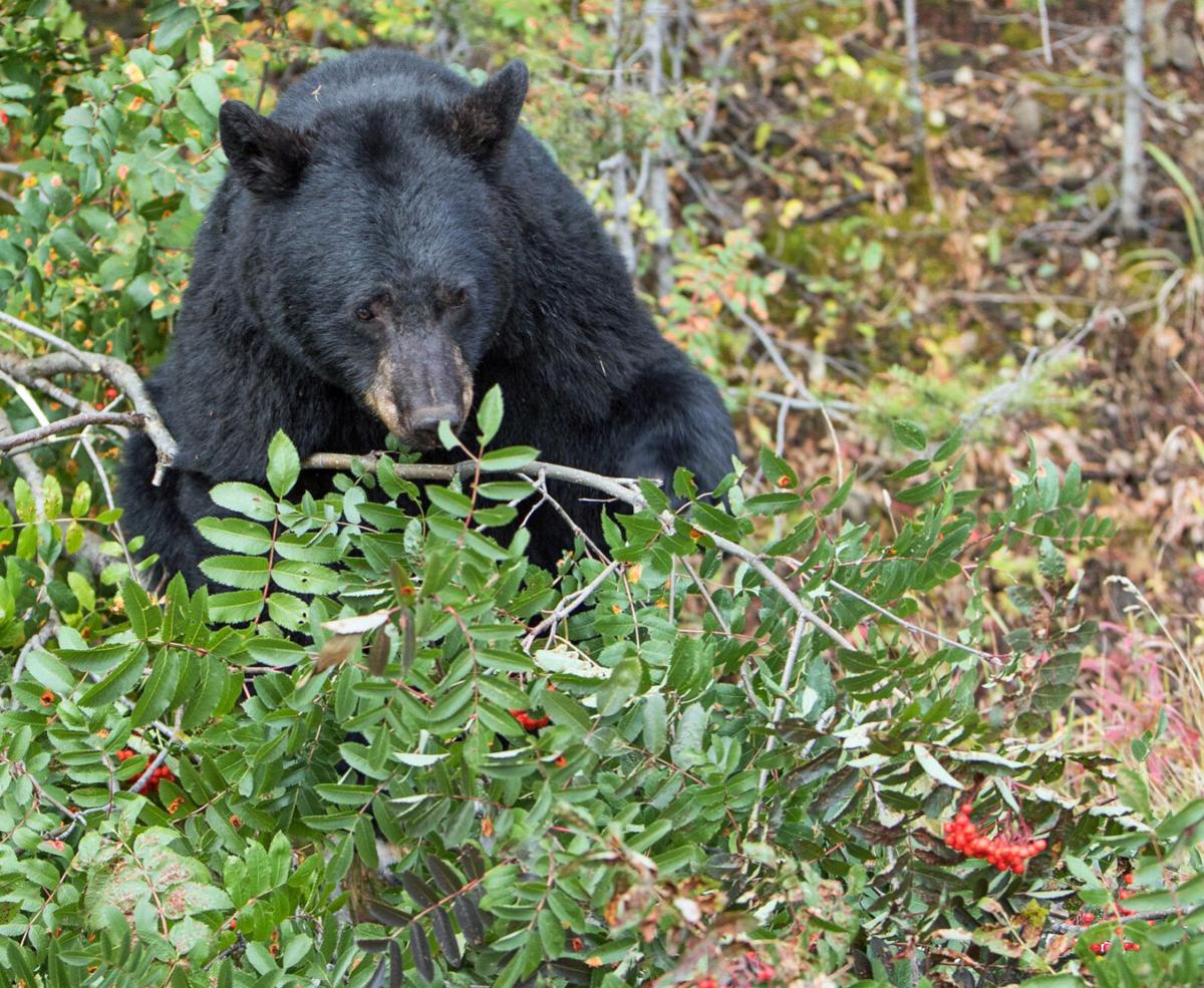 Black bear