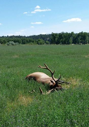 Dead elk lead to poaching investigation in Musselshell County