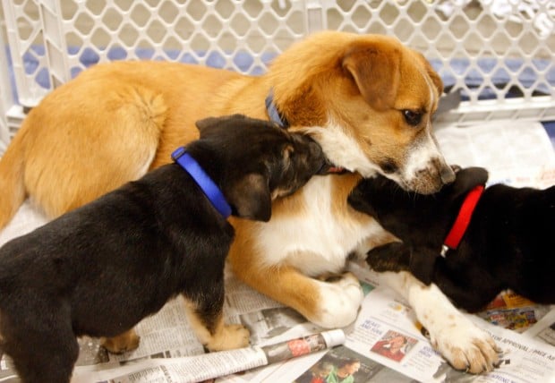 Shelter joins with PetSmart for pet adoption week | Local