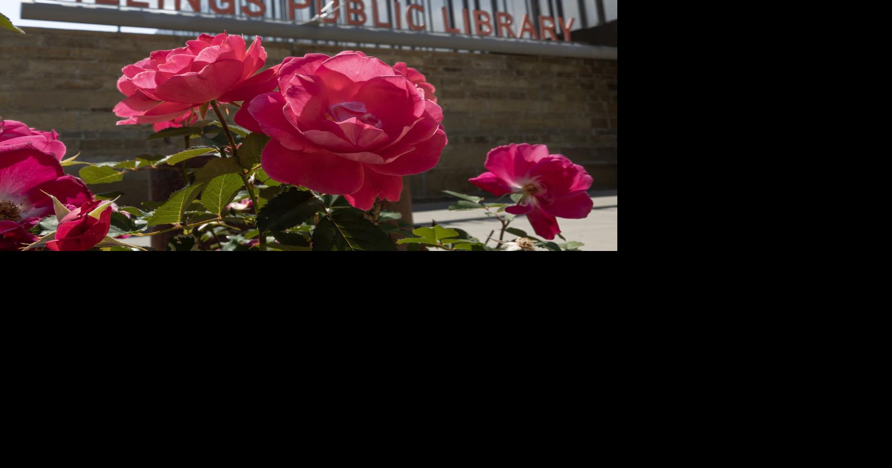 Champlain Roses in bloom at the library