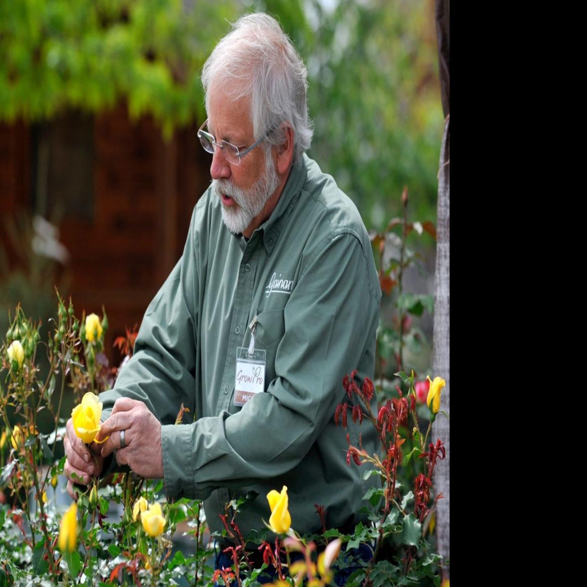 Beginners Blooms Experts Offer Advice On Growing Roses In A Home Garden Local News Billingsgazette Com