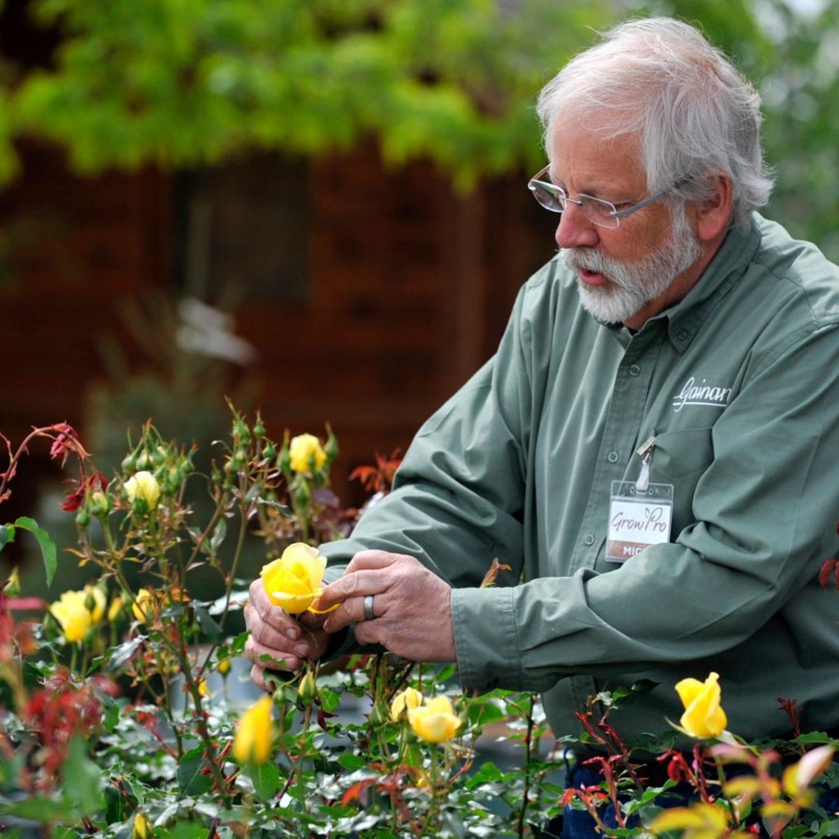 Beginners Blooms Experts Offer Advice On Growing Roses In A Home Garden Local News Billingsgazette Com