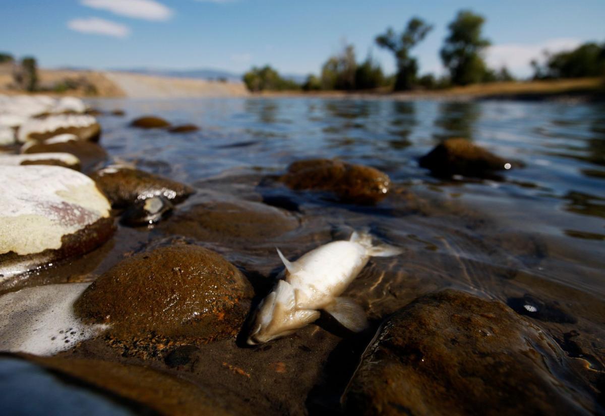 Dead whitefish