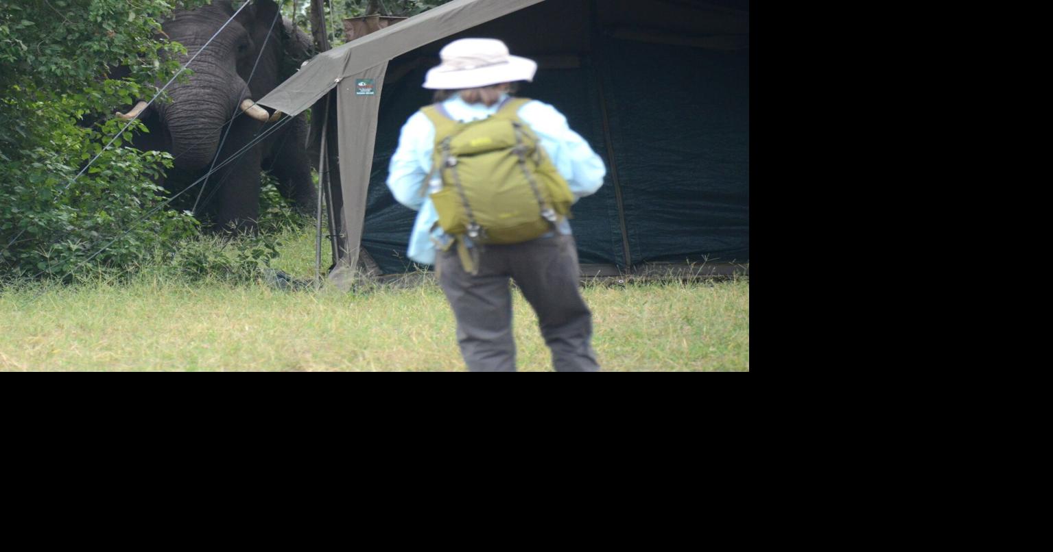 Wildlife immersion Africa safari is critter lover's dream trip