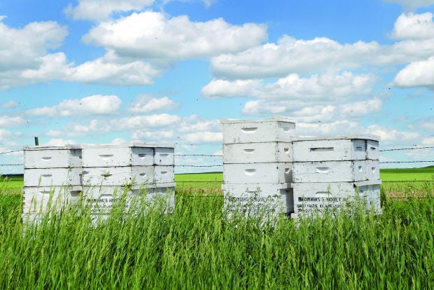 Placement Of North Dakota Bee Hives Creates A Buzz