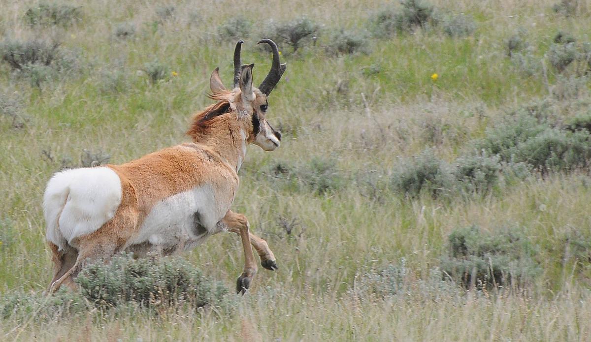 Surplus deer, elk, antelope tags go on sale