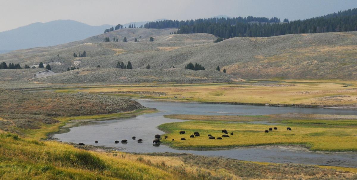 Hayden Valley
