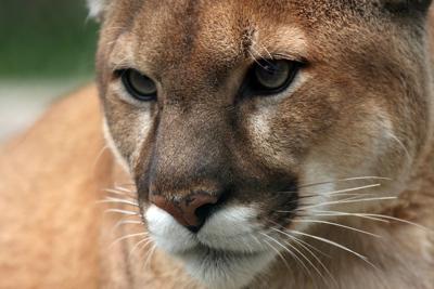 Mountain Lion Roaming Absarokee Residents Report Outdoors