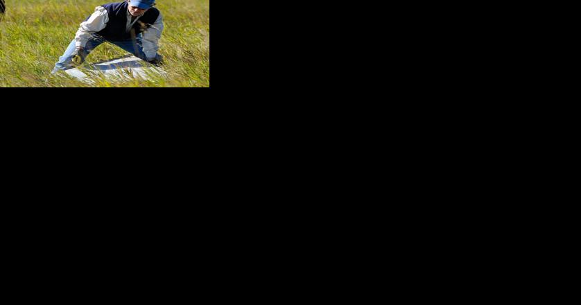 More pheasant releases planned before Saturday season opener - Vimarsana News