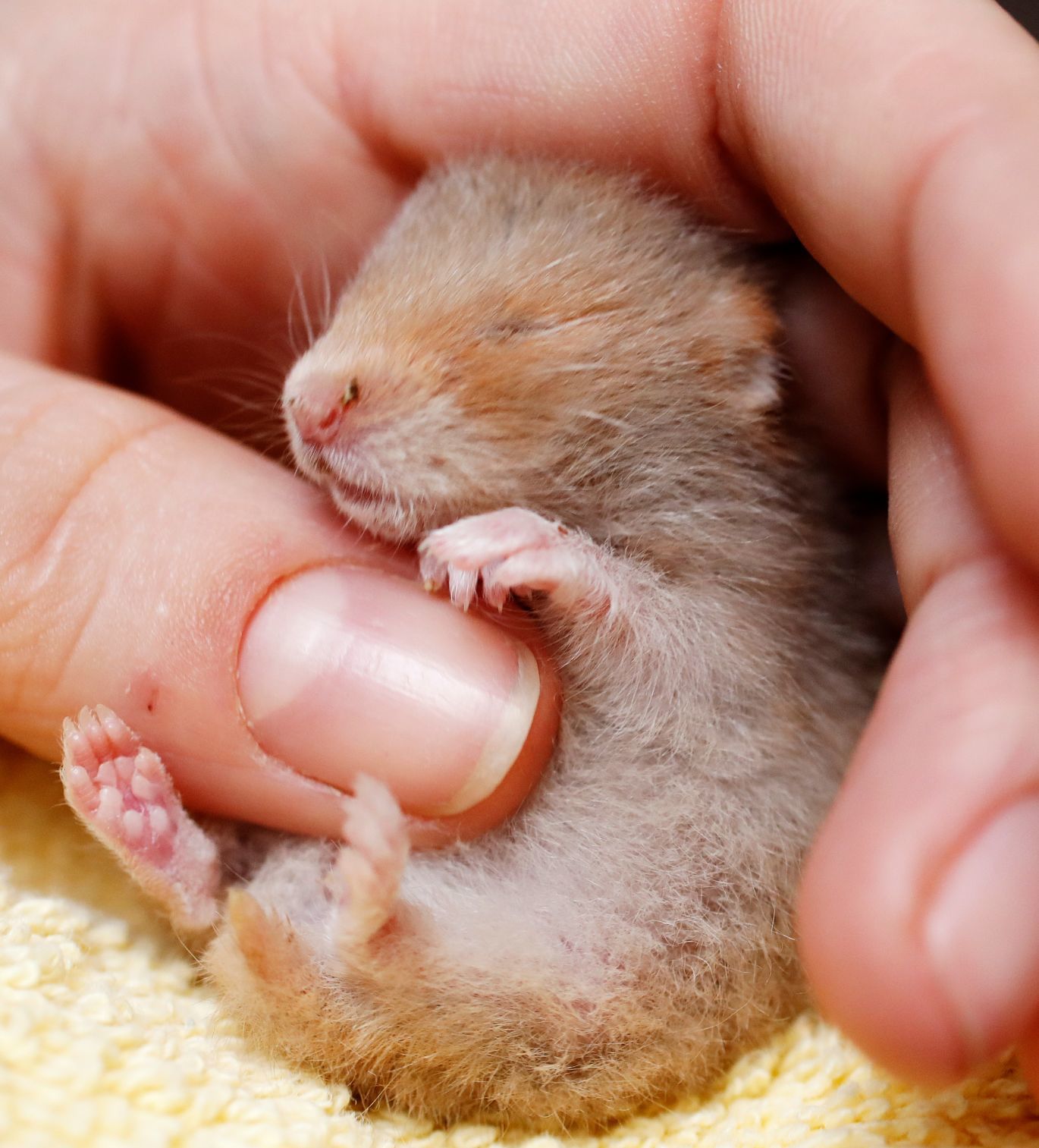 hamster rescue shelters near me