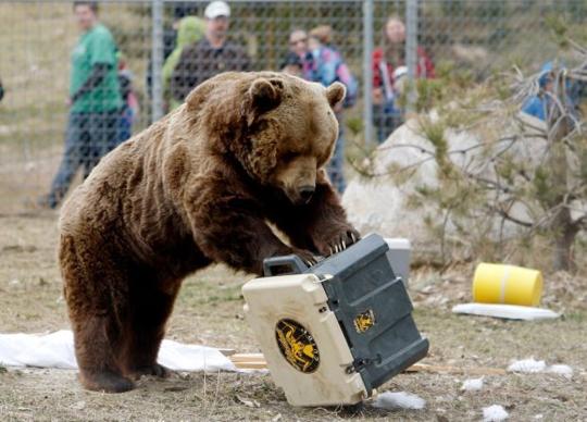 Big Sky homeowners get bear-proof trash cans