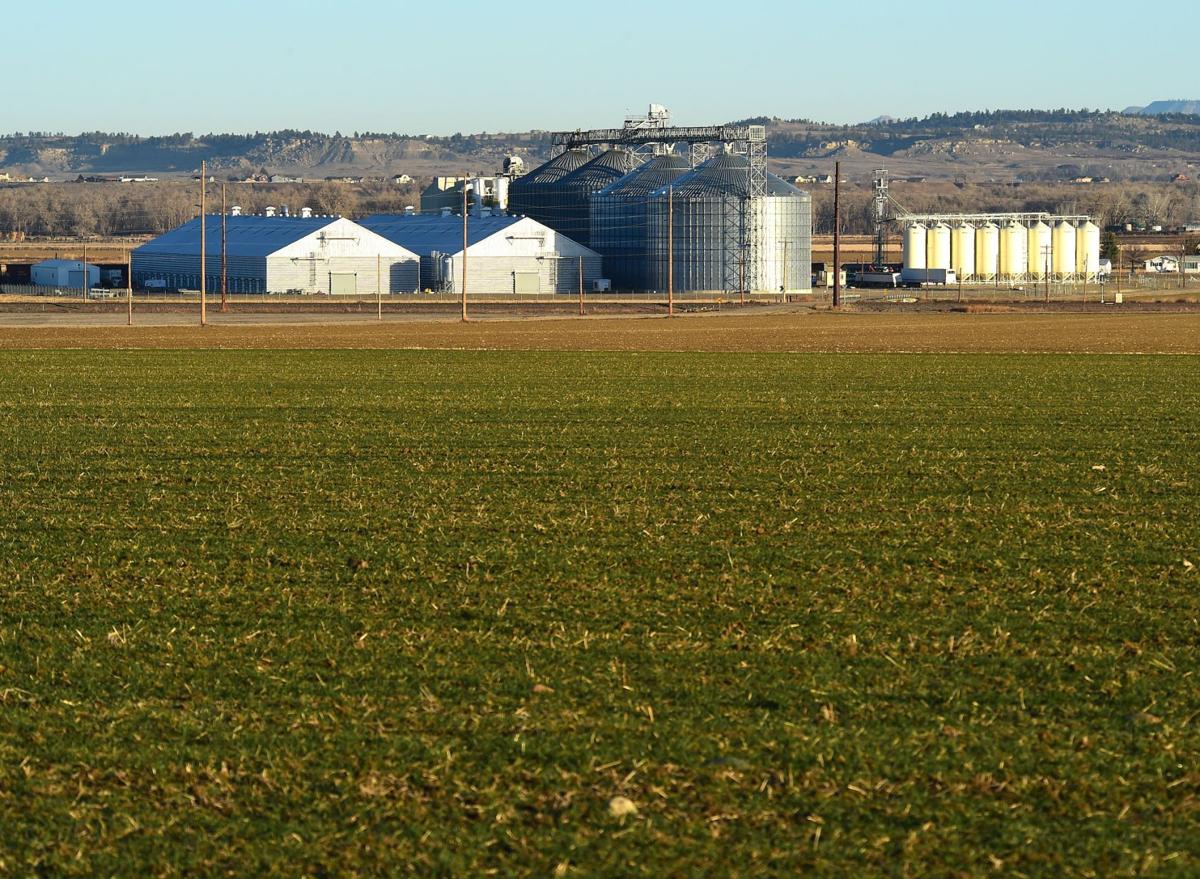 Montana's agriculture economy takes a hit as prices drop News