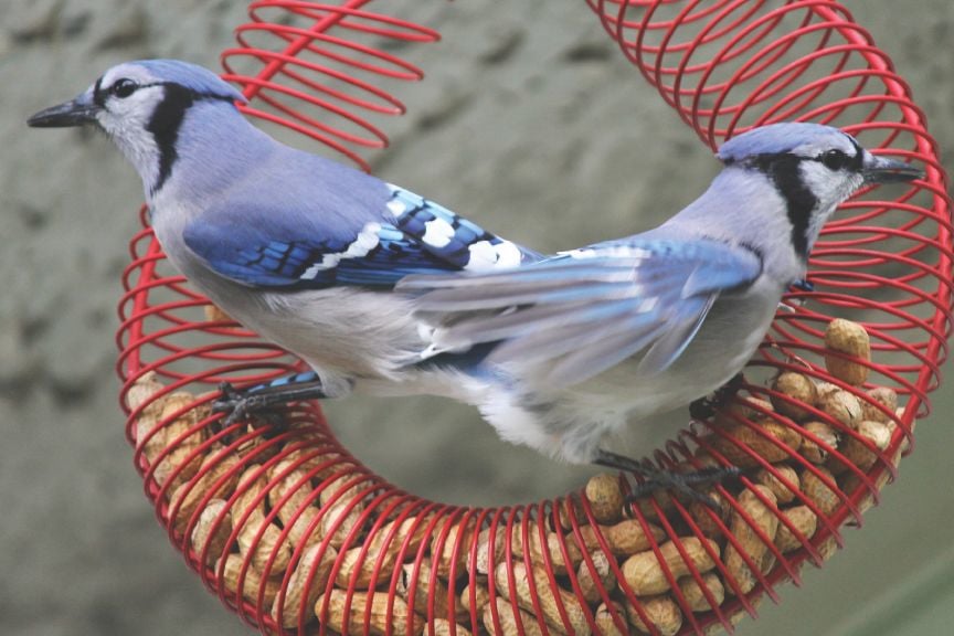 Blue Jay Birds: Identification & Information-Wild Birds: Pet Central Supply  - Pet Central Supply & Pet Care Tips