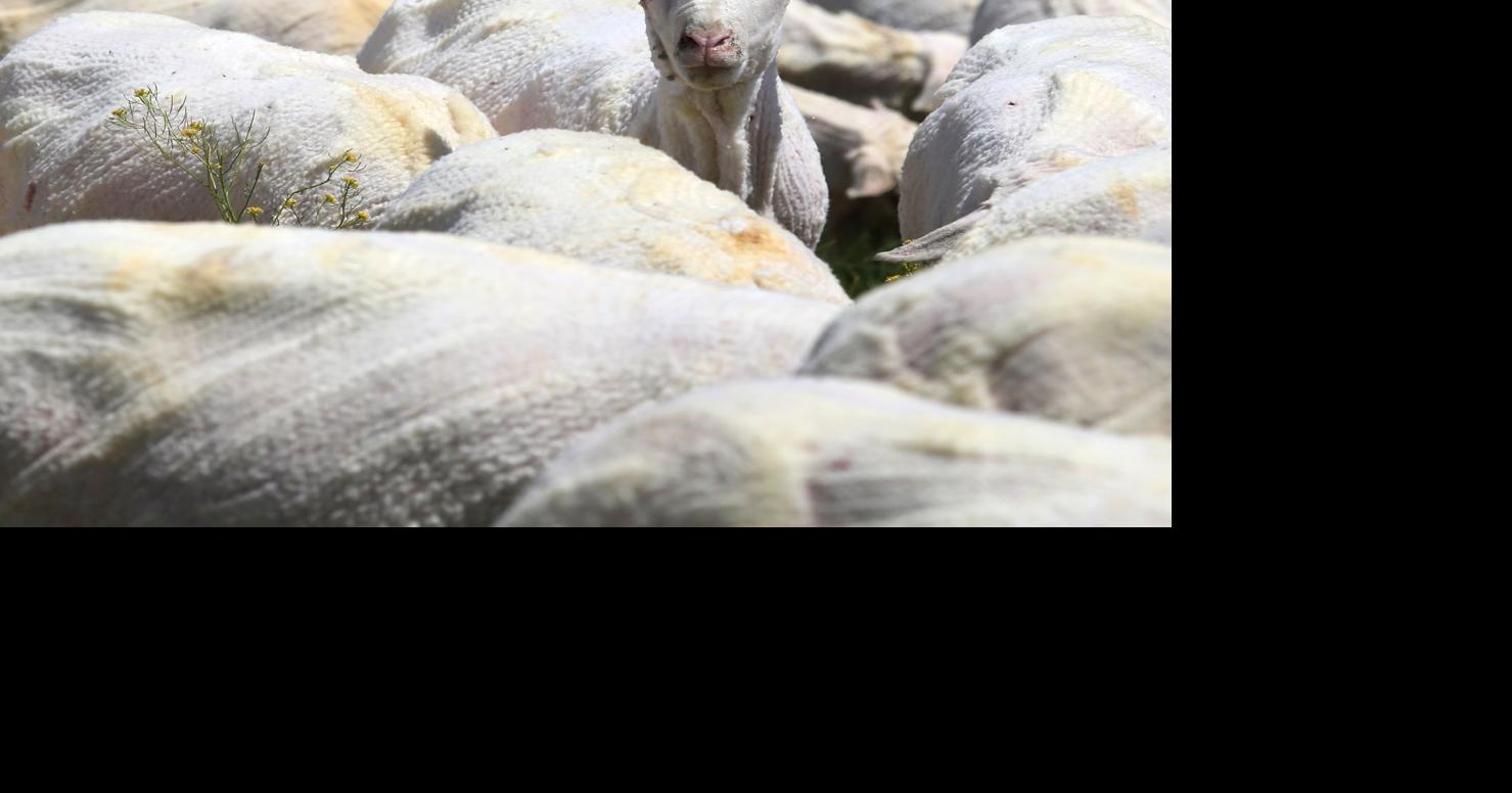Photos: Sheep shearing at Helle Rambouillet ranch