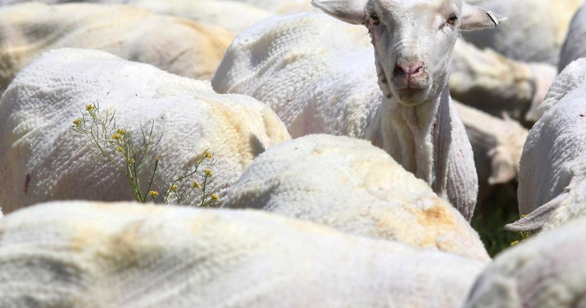 Photos: Sheep shearing at Helle Rambouillet ranch