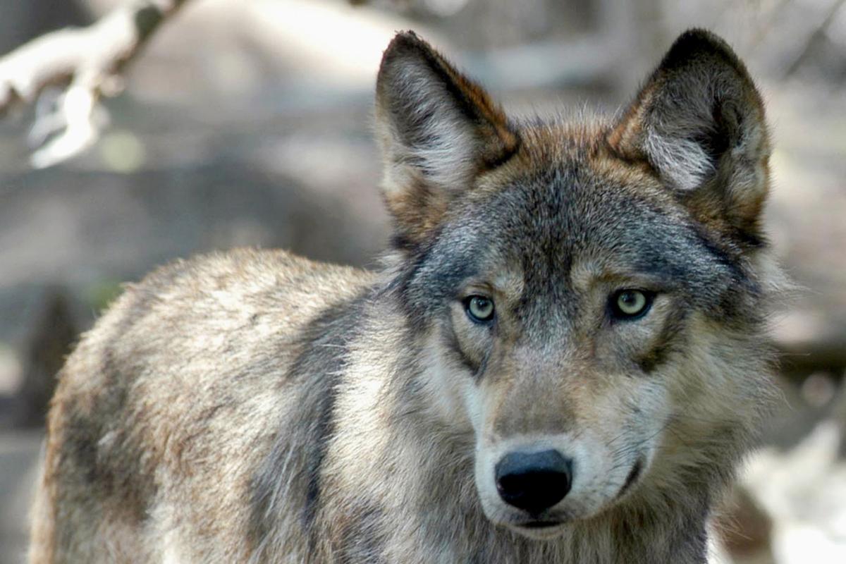 Killing Wolves