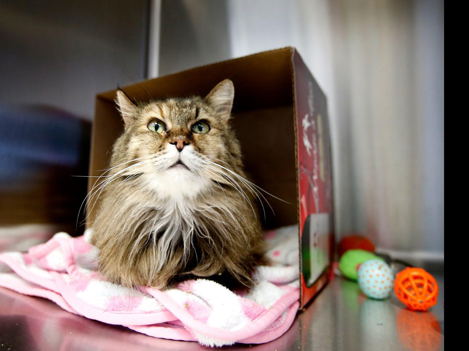 Law Enforcement Struggle To Help Cat Hoarders As Recent Cases