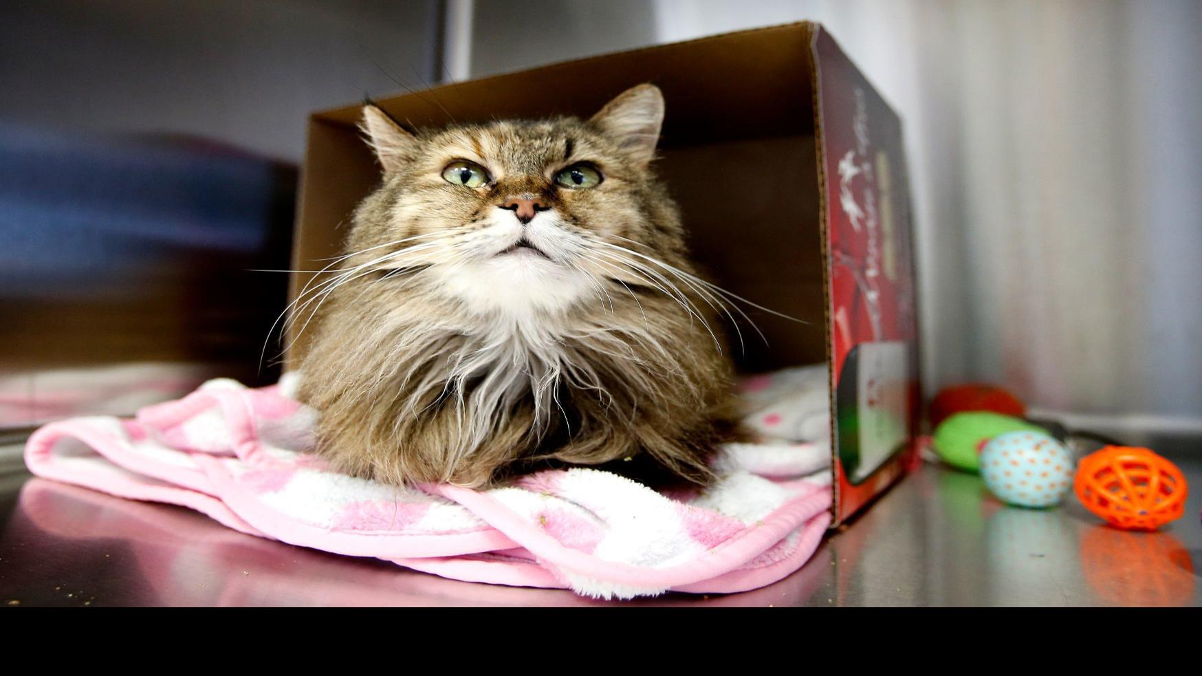 Law Enforcement Struggle To Help Cat Hoarders As Recent Cases
