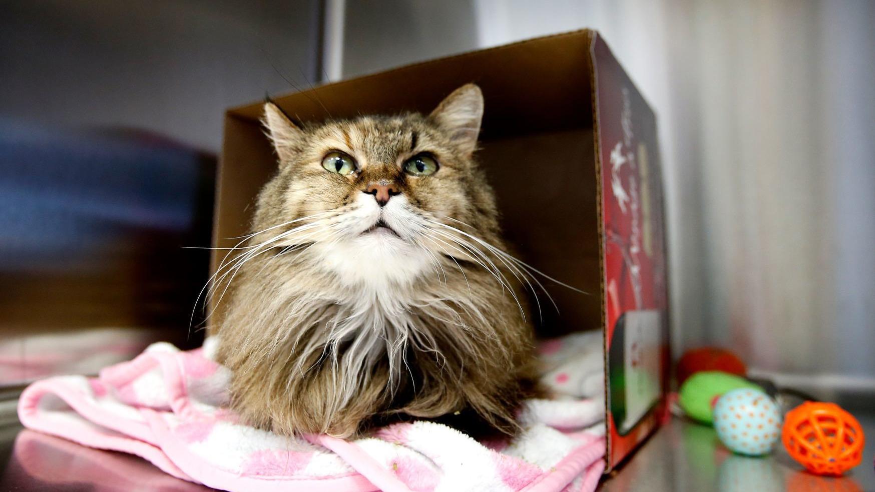 Law Enforcement Struggle To Help Cat Hoarders As Recent Cases Strain Billings Livingston Shelters Local News Billingsgazette Com