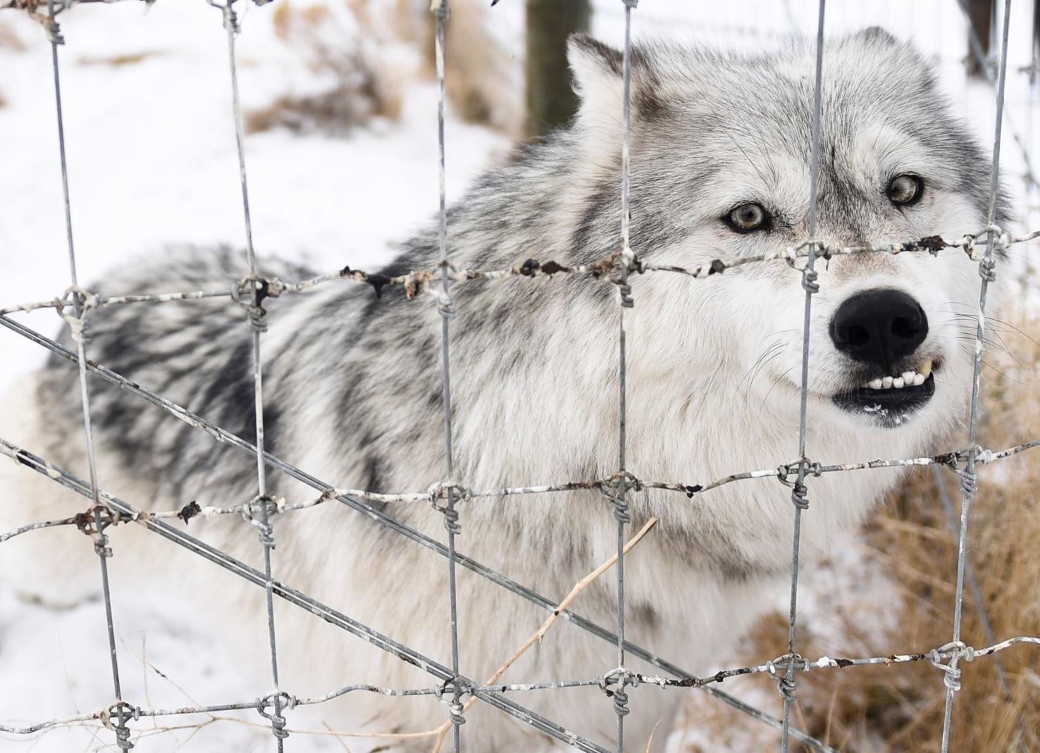 Descendants of historic Pennsylvania wolves live in Montana