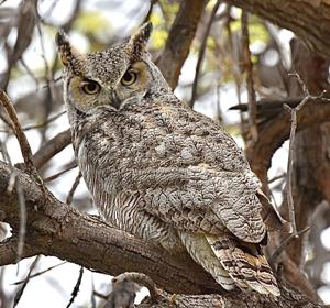 Dozing owl