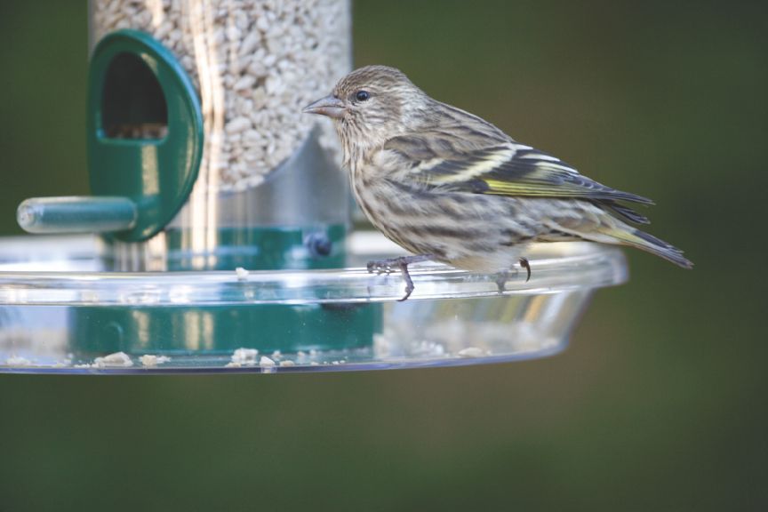 For The Birds Tidy Dining In Backyard Feeders Home Garden