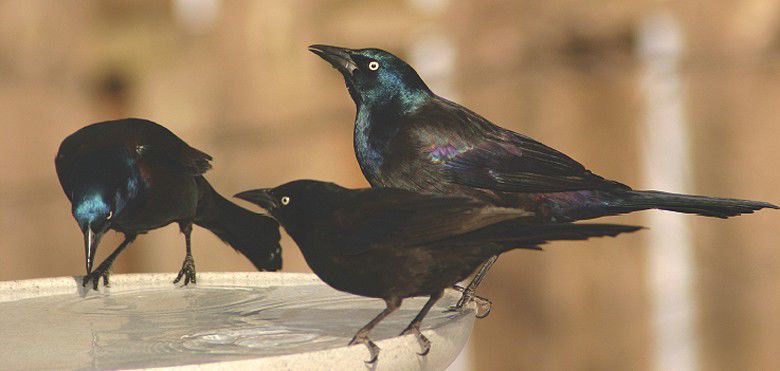 For The Birds The Amazing Name Changing Bird Home Garden