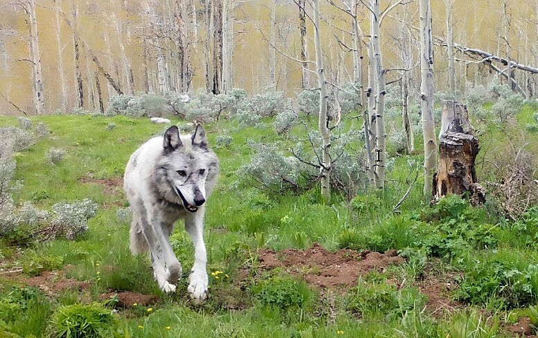 Pinedale wolf