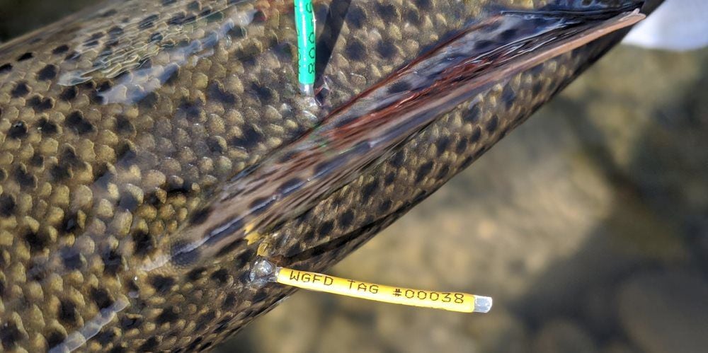 Cody-area anglers asked to report tagged trout