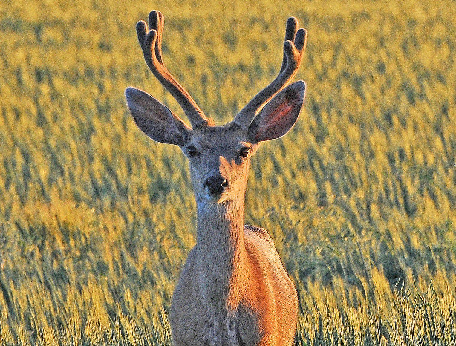 Mule deer wandering north concern Alaska Fish and Game | Outdoors