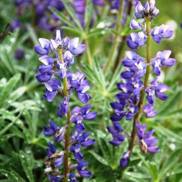 Wyoming outdoors Spring plants add color to countryside