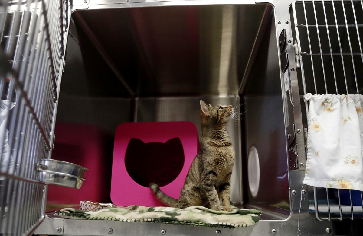 Billings Animal Shelters See Increase In Fostering Dip In